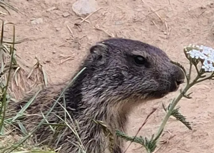 公寓 Winter With Stunning View Bruson